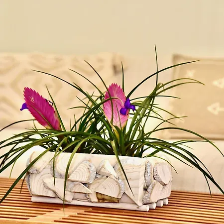 Melia Casa